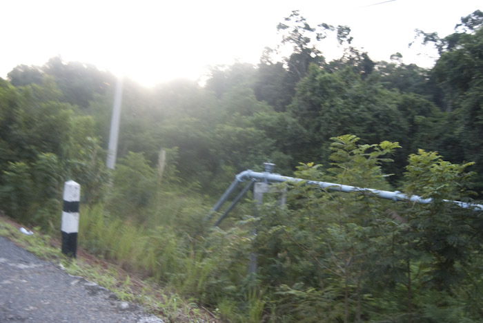 pipe and trees