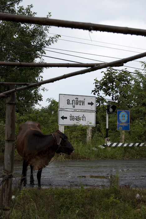 road signs and cow from bus stop