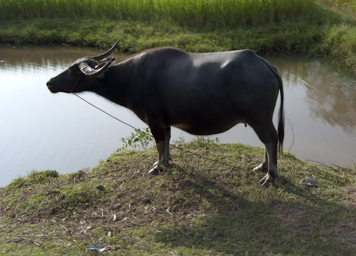 water buffalo